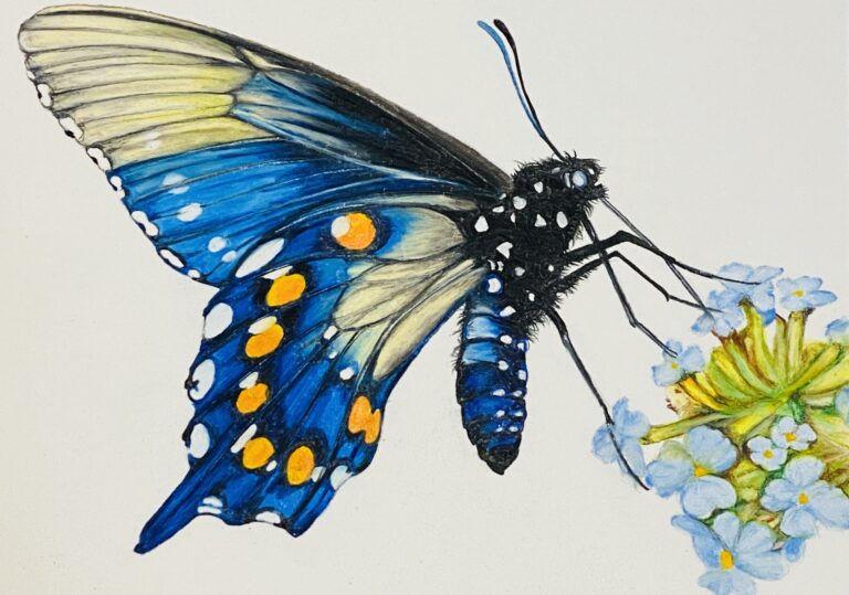Butterfly art by Anthony Burks