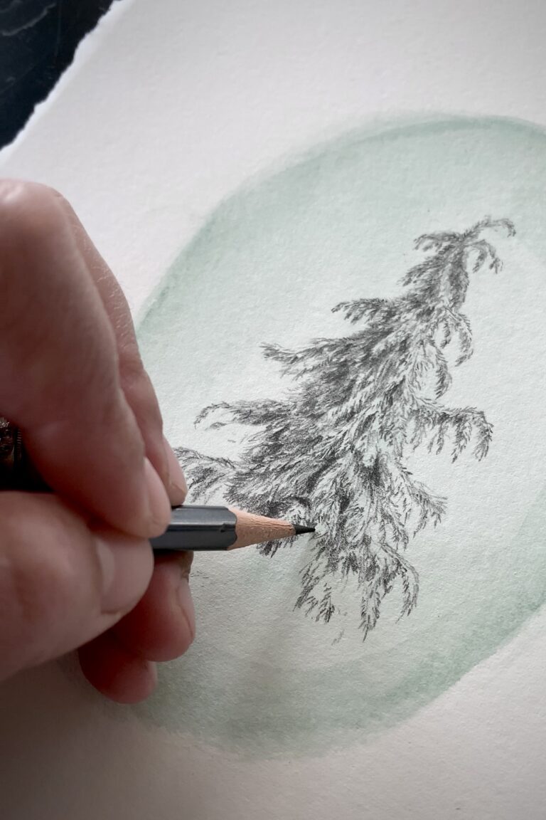 Cedar Tree illustration