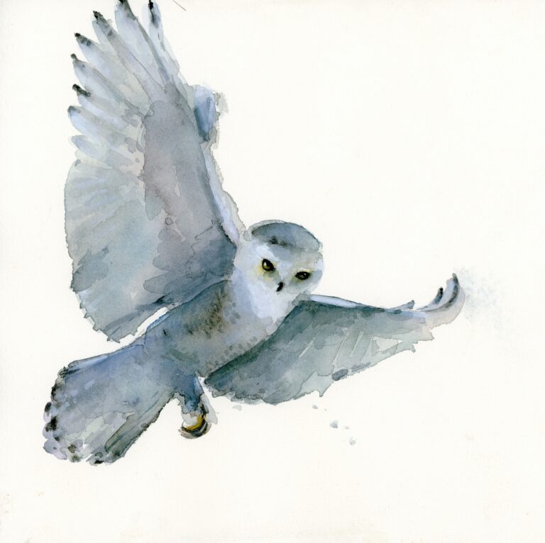 Snowy Owl