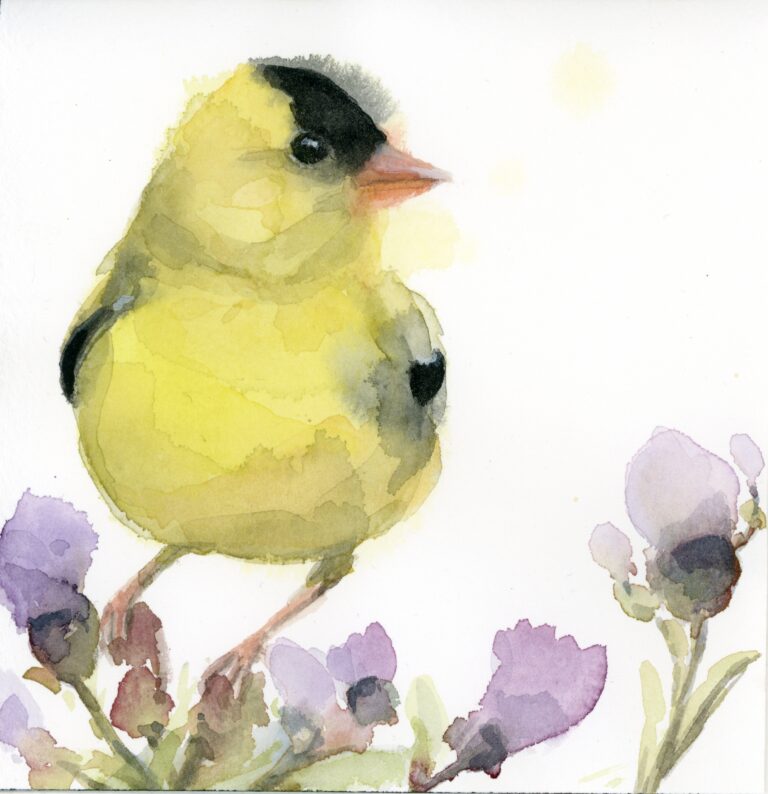 American Goldfinch