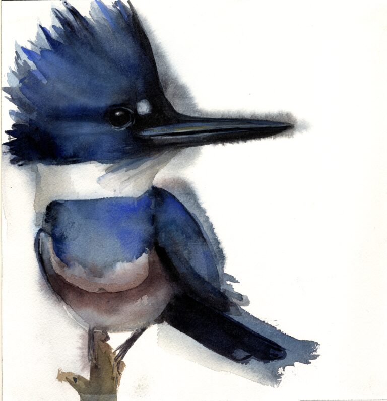 Belted Kingfisher