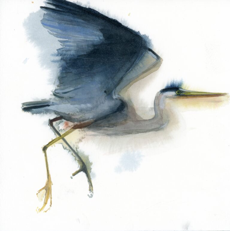 Great Blue Heron