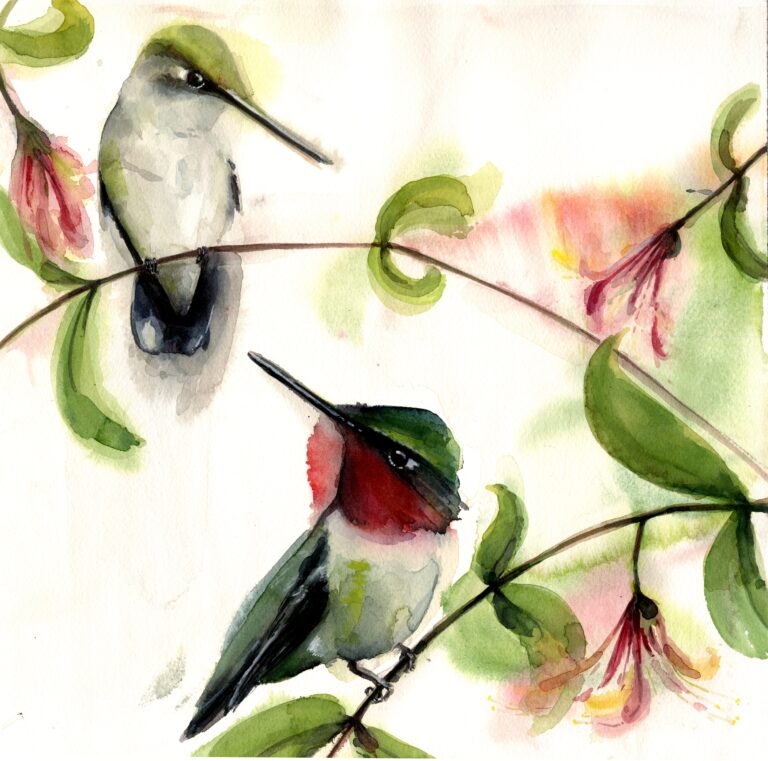 Ruby Throated Hummingbirds
